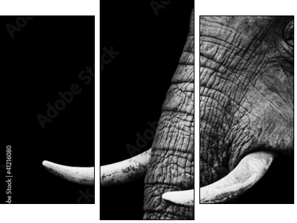 African Elephant Close Up - Three-piece canvas print, Triptych
