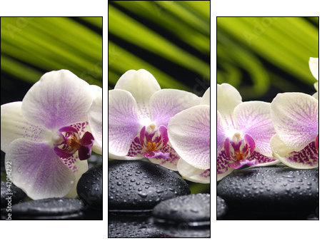 Set of branch orchid with stones- palm leaf background - Three-piece canvas print, Triptych
