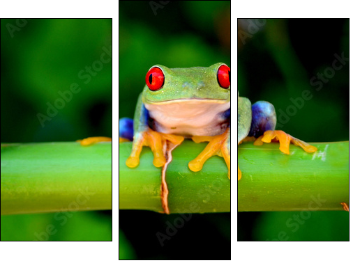 Red eyed tree frog looking curious - Three-piece canvas print, Triptych