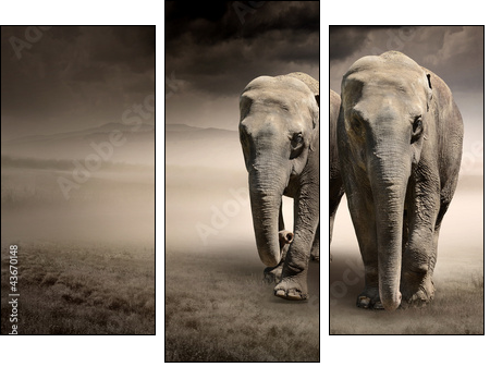 Pair of elephants in motion - Three-piece canvas print, Triptych