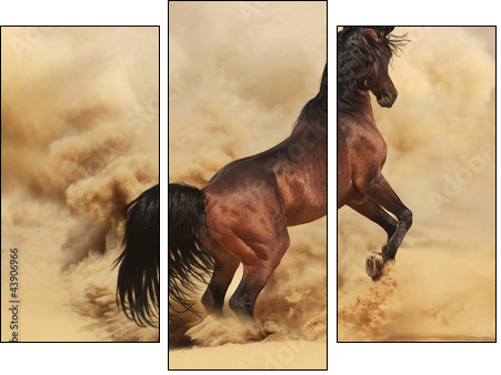 Purebred arabic stallion in desert - Three-piece canvas print, Triptych