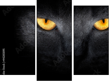 View from the darkness. muzzle a cat on a black background. - Three-piece canvas print, Triptych
