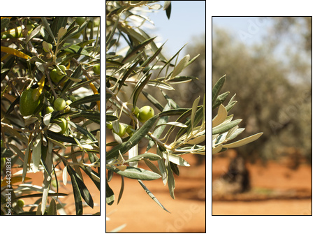 Olive plantation and olives on branch - Three-piece canvas print, Triptych