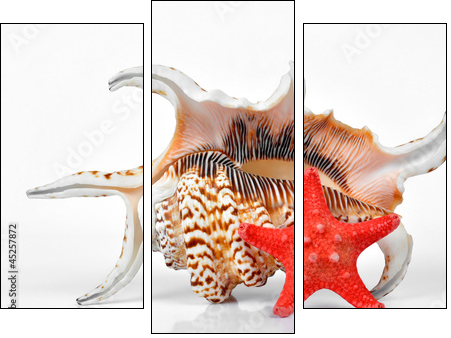 tropical sea shells - Three-piece canvas print, Triptych