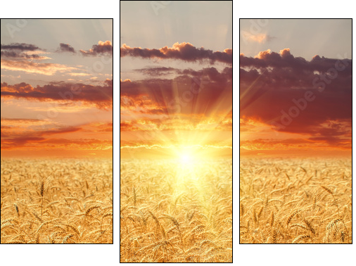 Wheat field at sunset - Three-piece canvas print, Triptych