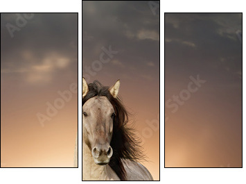 wild stallion running in sunset - Three-piece canvas print, Triptych