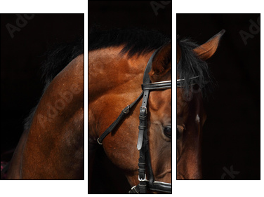 Bay Trakehner Horse with classic bridle - Three-piece canvas print, Triptych