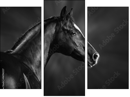Black and white portrait of arabian stallion - Three-piece canvas print, Triptych