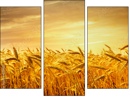 A field of wheat in the golden light of sunset. - Three-piece canvas print, Triptych