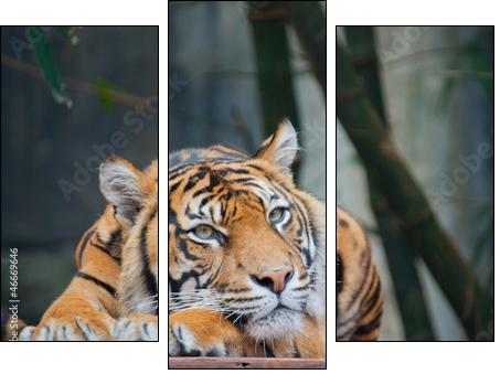 Endangered Sumatran Tiger - Three-piece canvas print, Triptych