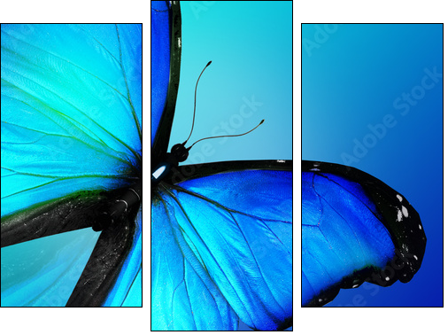 Blue butterfly on blue background - Three-piece canvas print, Triptych