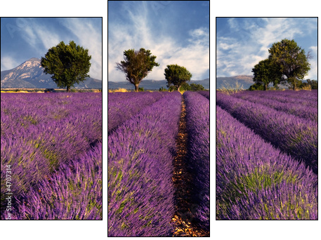 Lavender field in Provence, France - Three-piece canvas print, Triptych