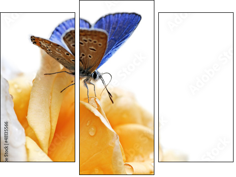 blue butterfly isolated on white background - Three-piece canvas print, Triptych