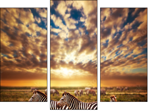 Zebras herd on African savanna at sunset. Safari in Serengeti - Three-piece canvas print, Triptych