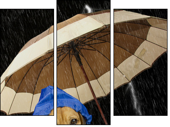 rain dog - Three-piece canvas print, Triptych