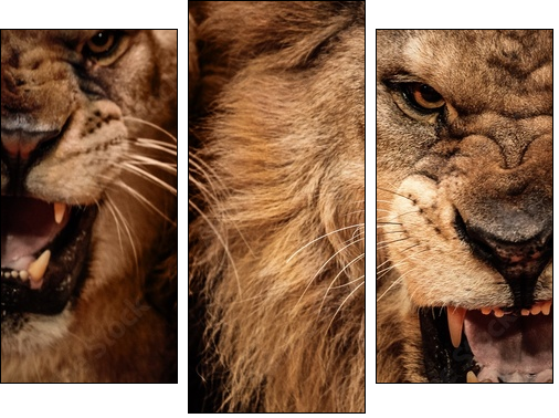 Close-up shot of two roaring lion - Three-piece canvas print, Triptych