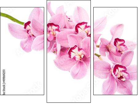 pink orchid flowers isolated - Three-piece canvas print, Triptych