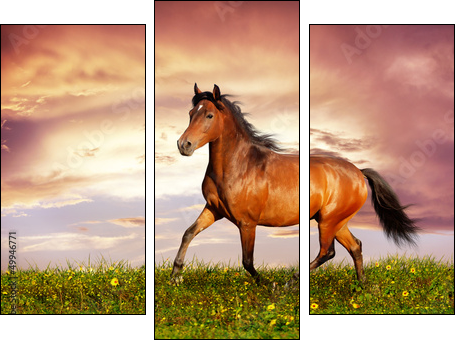 Beautiful brown horse running trot - Three-piece canvas print, Triptych