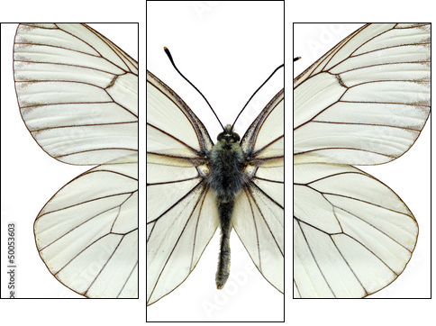 Isolated Black-veined White butterfly - Three-piece canvas print, Triptych