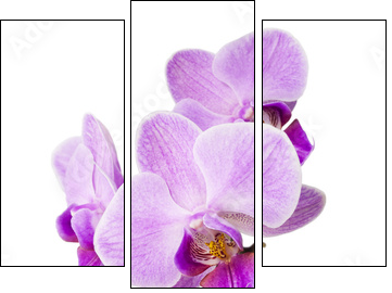 Light purple orchid isolated on white - Three-piece canvas print, Triptych