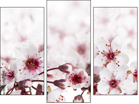 Cherry blossoms - Three-piece canvas print, Triptych