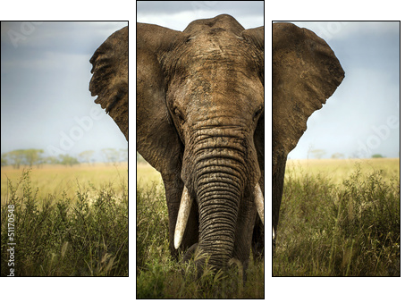 sfondo di elefante - Three-piece canvas print, Triptych