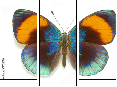 Exotic butterfly Asterope sapphira - Three-piece canvas print, Triptych