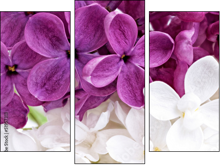 Beautiful Bunch of violet and white Lilac - Three-piece canvas print, Triptych
