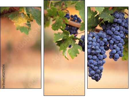 Large bunches of red wine grapes on vine - Three-piece canvas print, Triptych