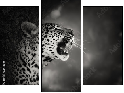 Leopard portrait - Three-piece canvas print, Triptych