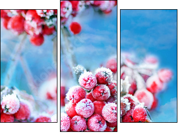 Frozen rowan berries - Three-piece canvas print, Triptych