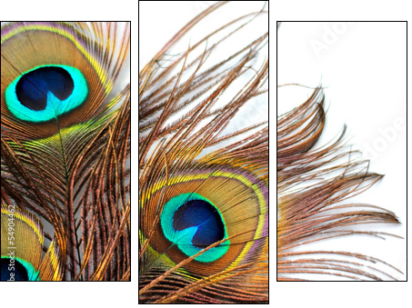 Three peacock feathers - Three-piece canvas print, Triptych