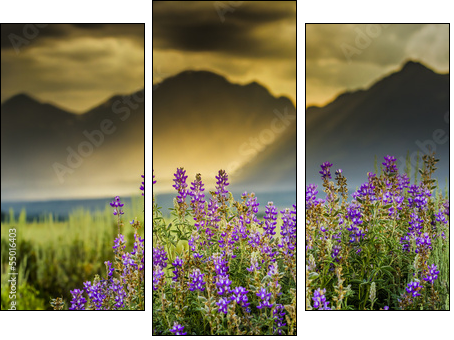 Purple Lupines in the Tetons - Three-piece canvas print, Triptych