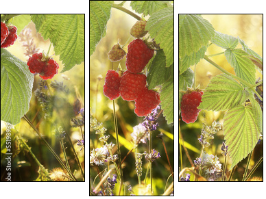 Raspberry.Garden raspberries at Sunset.Soft Focus - Three-piece canvas print, Triptych