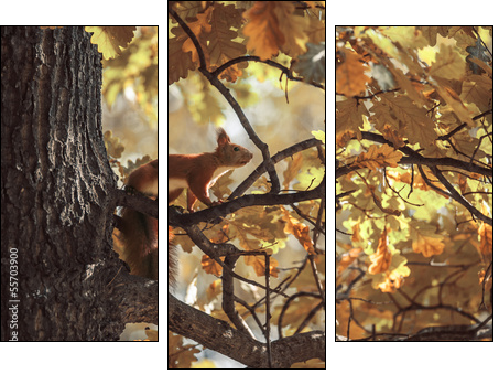 squirrel - Three-piece canvas print, Triptych