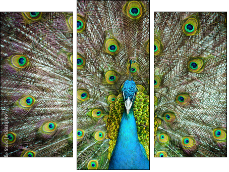 Peacock closeup on a background of feathers - Three-piece canvas print, Triptych