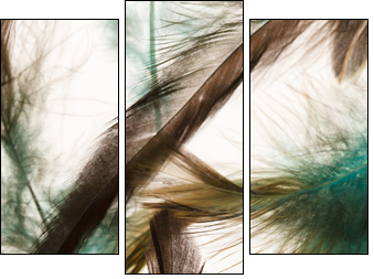 Color feathers - Three-piece canvas print, Triptych