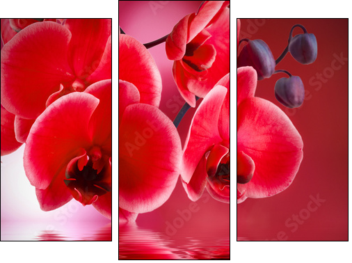 orquÃ­deas rojas con fondo y agua - Three-piece canvas print, Triptych