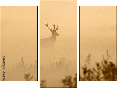 Red deer with big antlers stands on meadow on foggy morning - Three-piece canvas print, Triptych