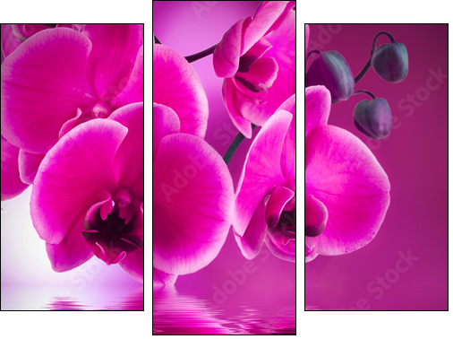 natural floral background, spa concept - Three-piece canvas print, Triptych