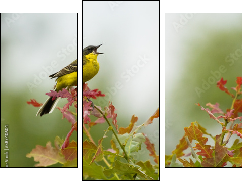 Yellow Wagtail singing on tree branch - Three-piece canvas print, Triptych
