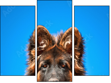 Portrait of german shepherd puppy - Three-piece canvas print, Triptych