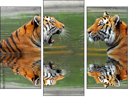 Siberian Tigers in water - Three-piece canvas print, Triptych