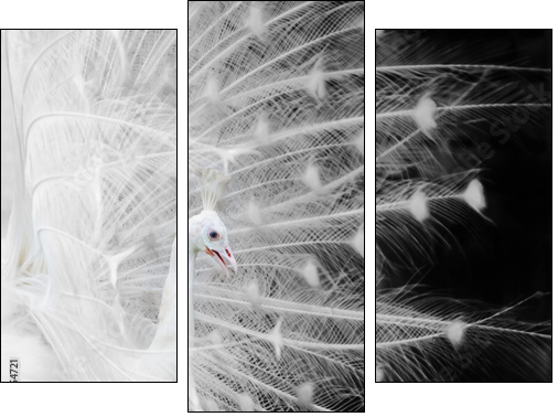 White peacock - Three-piece canvas print, Triptych
