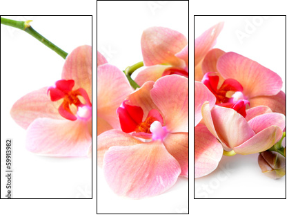 Beautiful blooming orchid isolated on white - Three-piece canvas print, Triptych