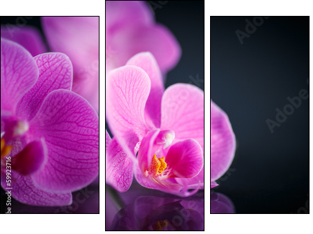beautiful  Phalaenopsis - Three-piece canvas print, Triptych