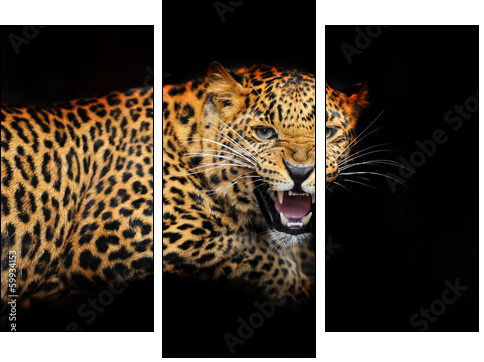 Portrait of leopard in its natural habitat - Three-piece canvas print, Triptych