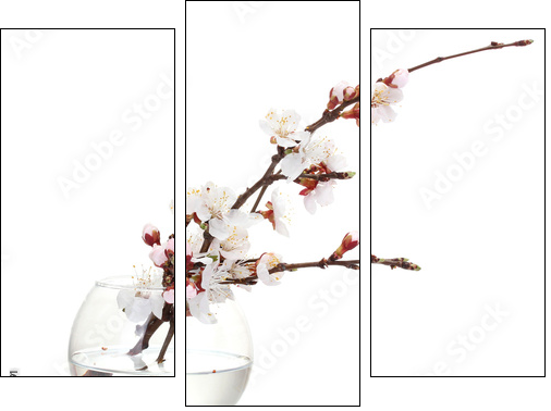 beautiful apricot blossom  in transparent vase isolated - Three-piece canvas print, Triptych