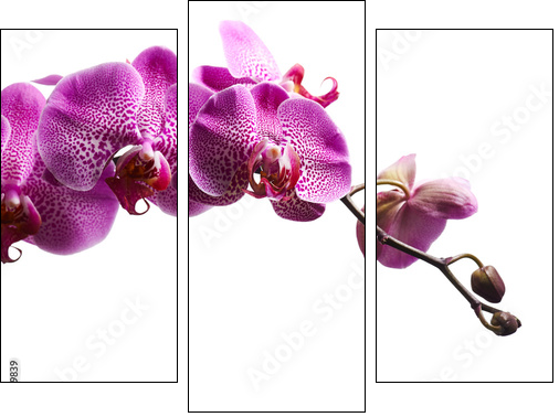 Purple orchid flowers isolated on white background - Three-piece canvas print, Triptych