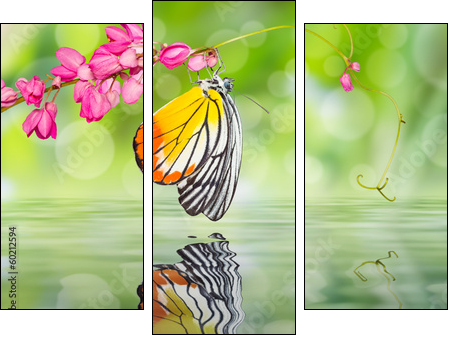Painted Jezebel butterfly - Three-piece canvas print, Triptych